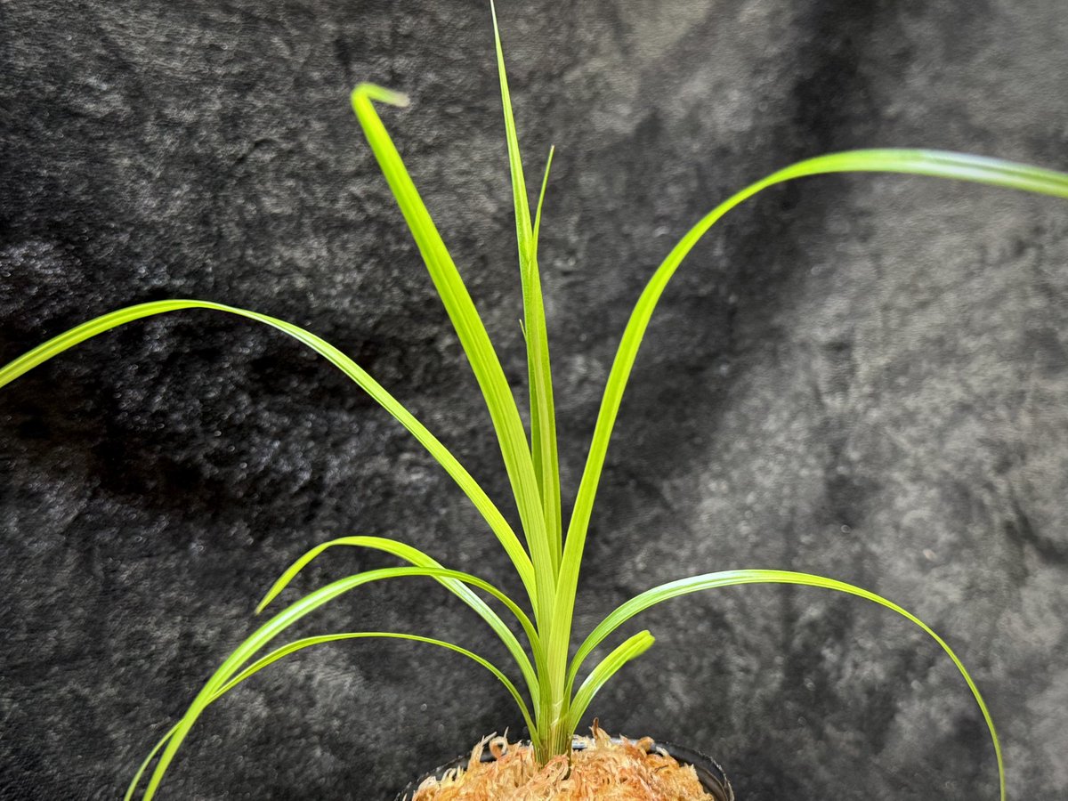 モレ吾郎@M.R.G.R since2020 tweet media