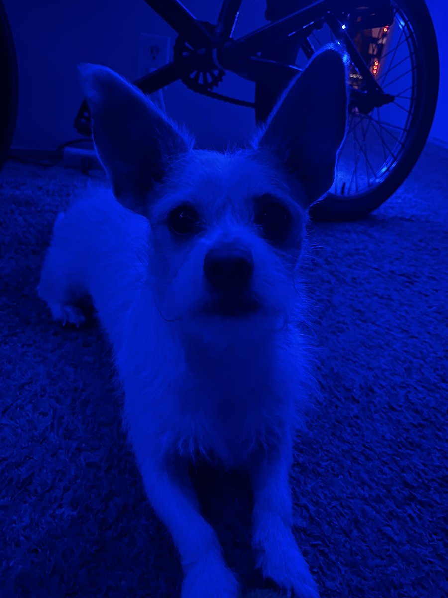 anunderseabible's tweet image. #jackrussell