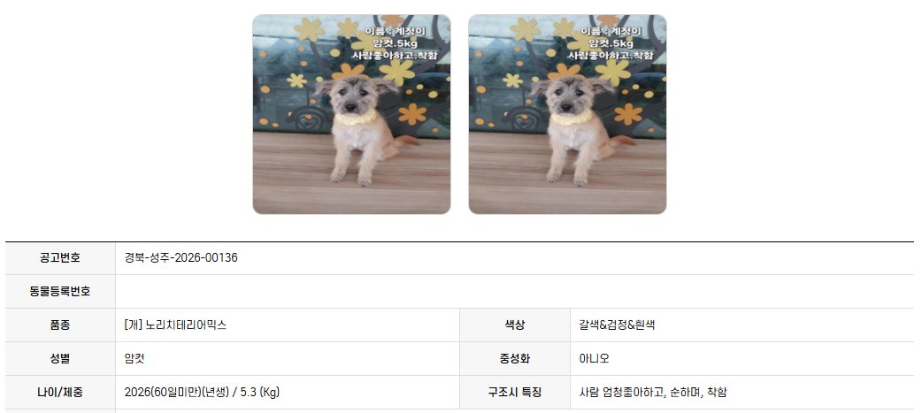오늘의 강아지 추천 tweet media