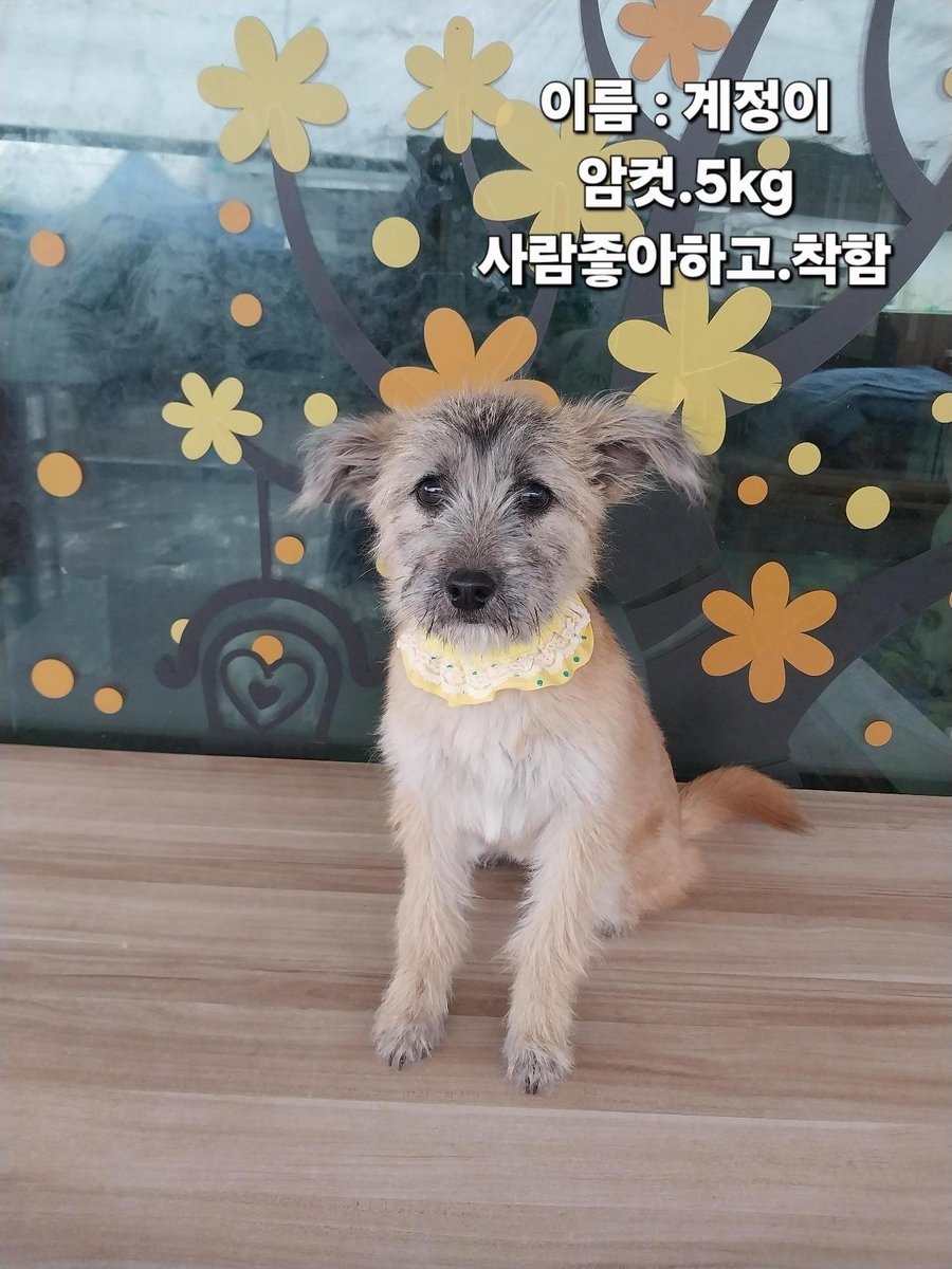 오늘의 강아지 추천 tweet media