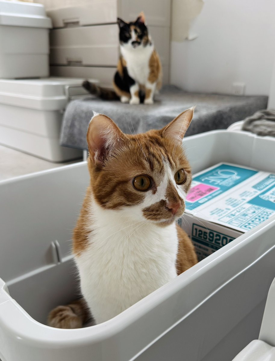 らん(RUN) tweet media