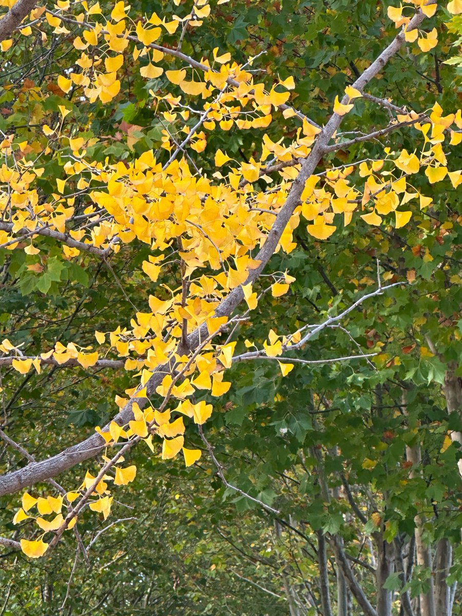 Ravi gujjar tweet media