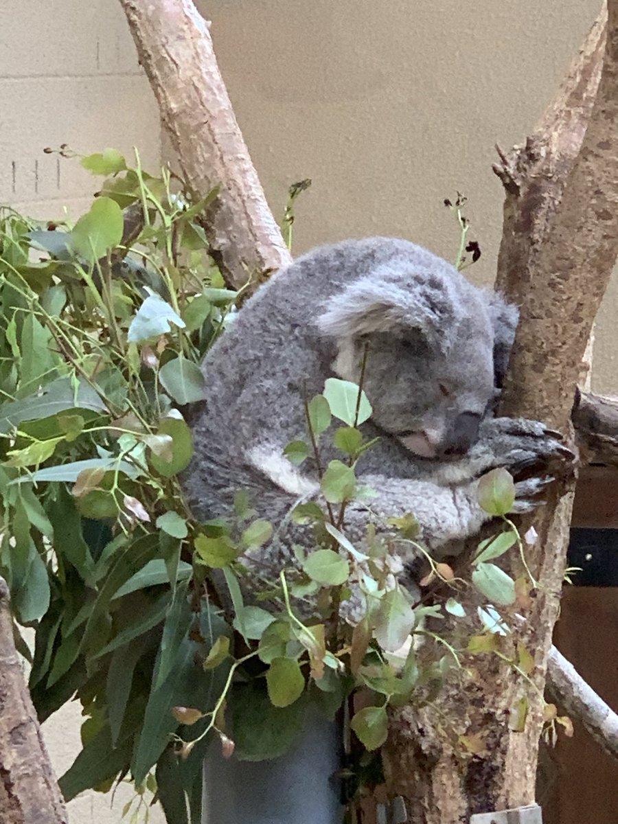 moesakarusode's tweet photo. 🌀🌷🐨🐨 https://t.co/pAJCqw7sOR