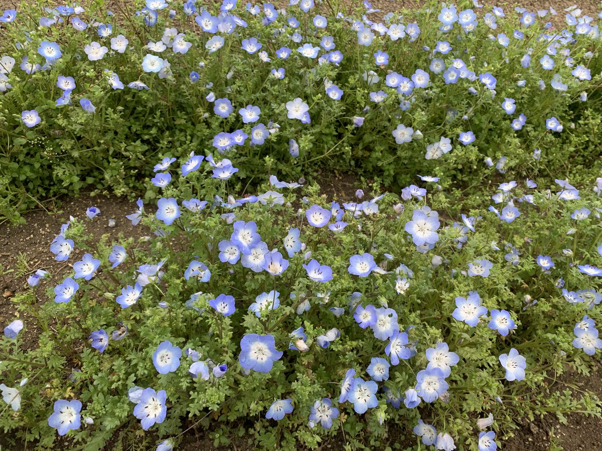 moesakarusode's tweet photo. 🌀🌷🐨🐨 https://t.co/pAJCqw7sOR