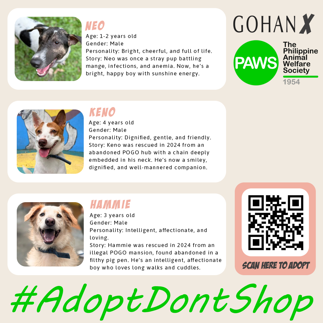 PAWS Philippines tweet media