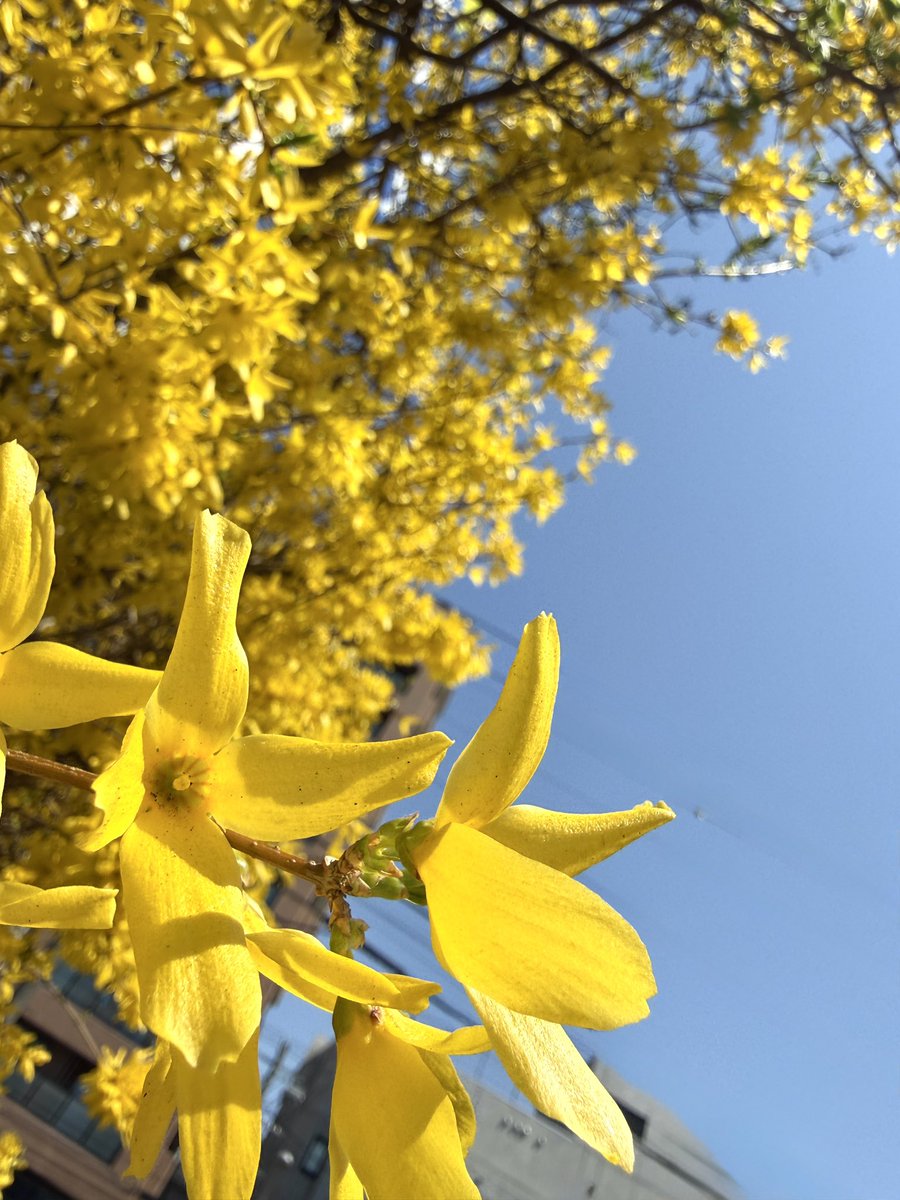 affection tweet media