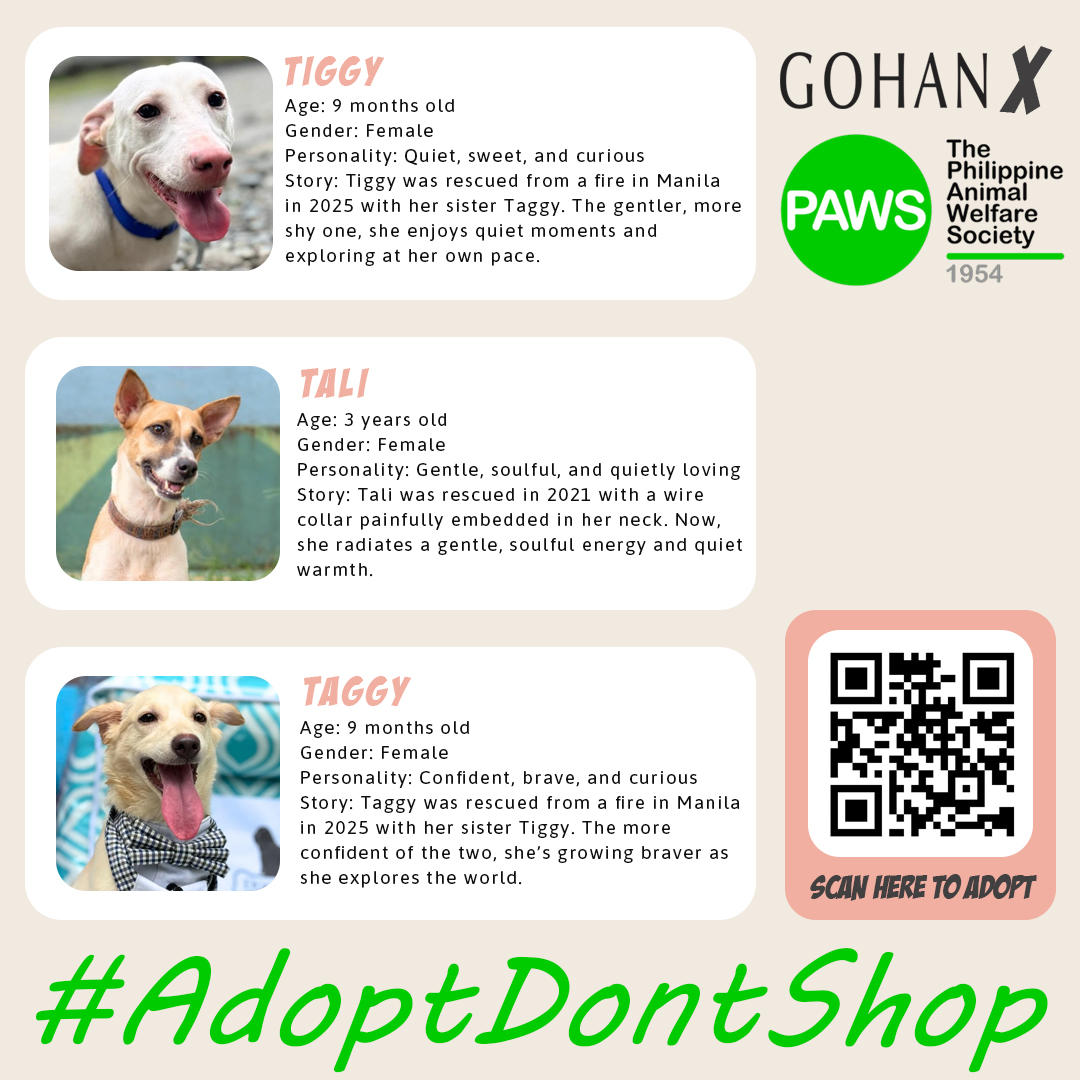 PAWS Philippines tweet media
