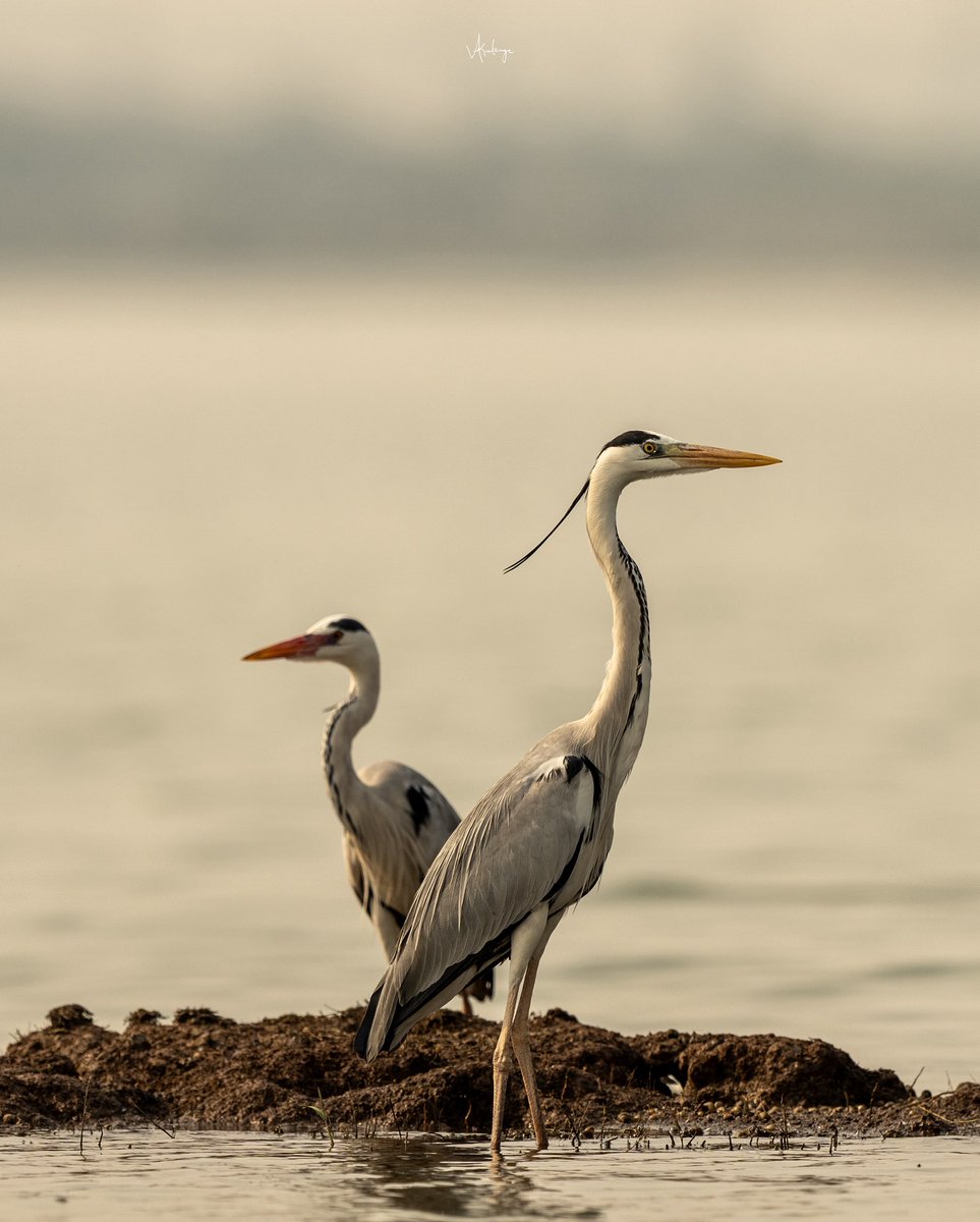 Vijaykulange's tweet image. Some situations make you beautiful ..!!
#morning clicks