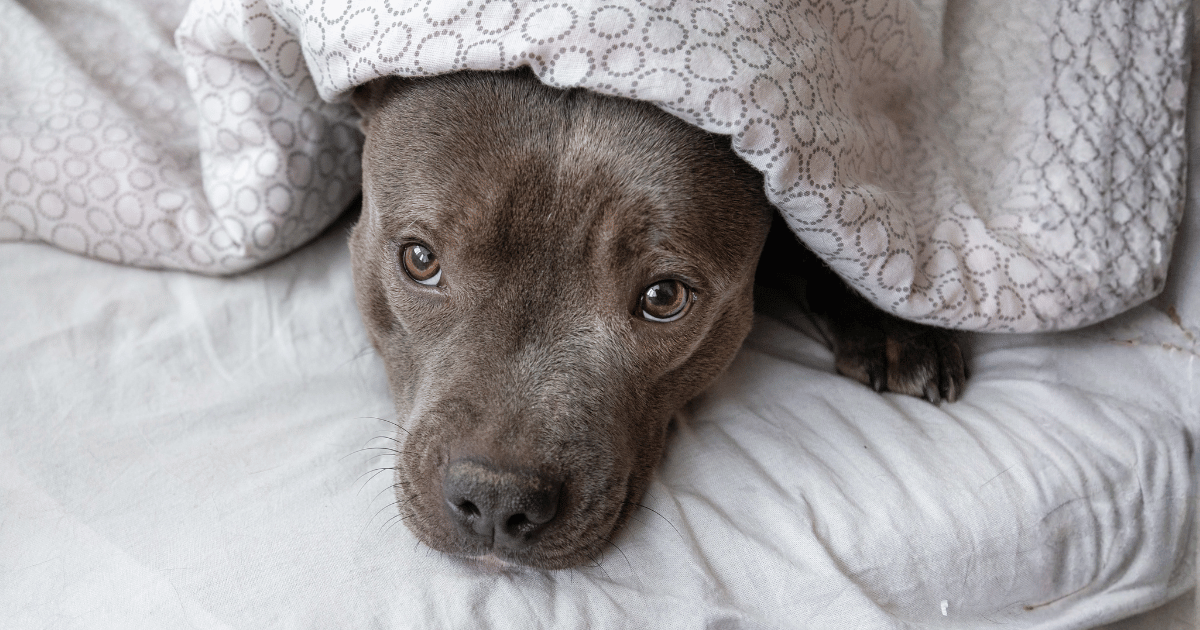 pet_cloud's tweet image. Got an anxious dog? You're not alone. Here's some potential options for when you are heading away. petcloud.com.au/d/blog/anxious…

#pets #travel #holidays #dogs #frequentflyer