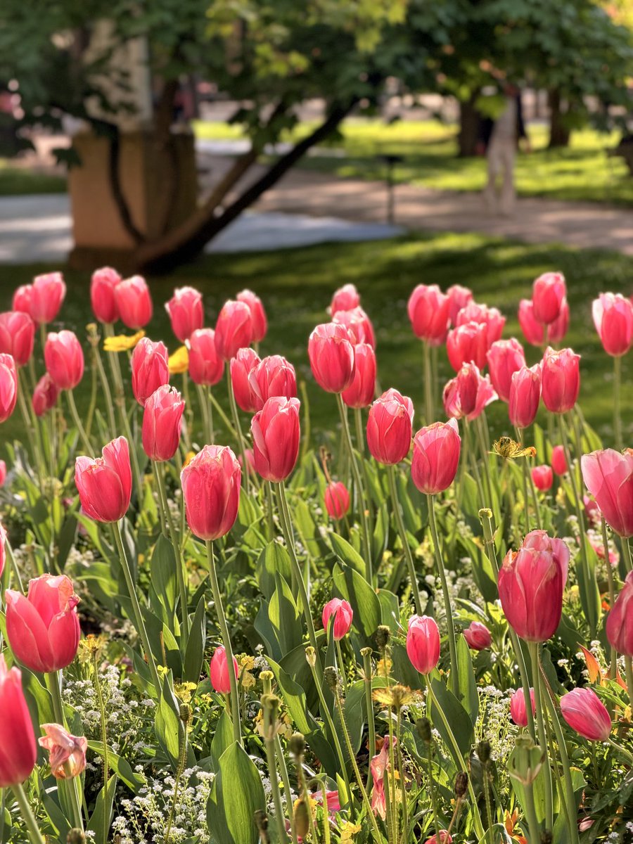 YukiUsagico's tweet image. リュクサンブール公園の花々は、パリの春の最も美しい一コマです。4月にパリを旅行できて本当に良かったです！🤗 #パリ