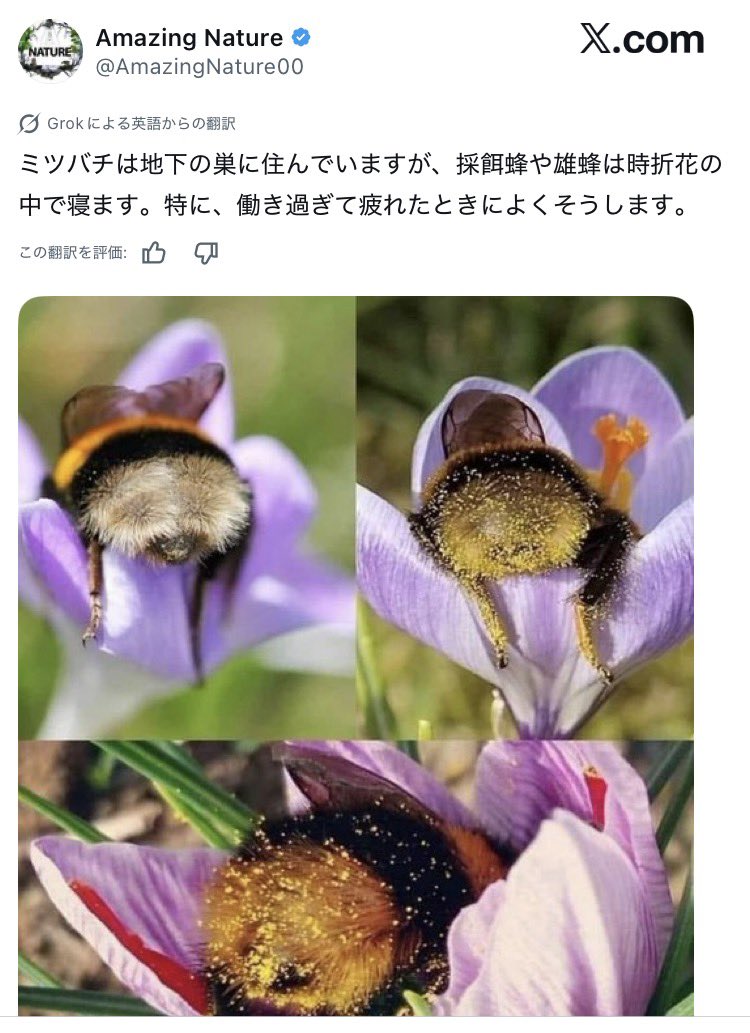ぐろっくくん、Bumblebeesはマルハナバチなんでそこんとこよろしくな！