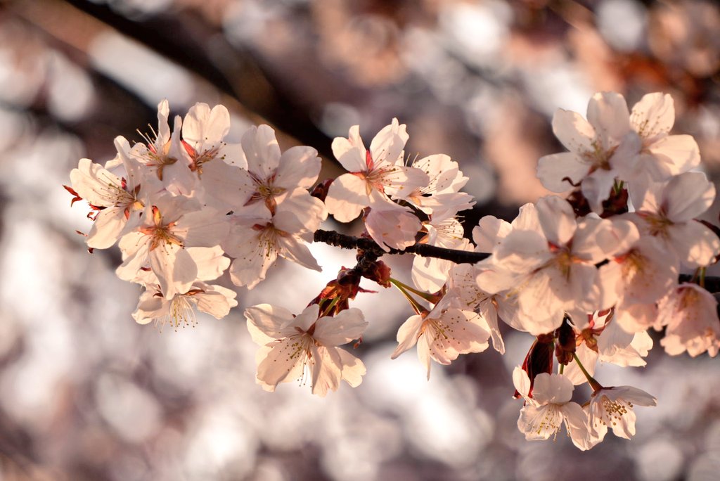 sora443's tweet photo. あずきソフトを食べたあと
堺町通りをさらに進み
メルヘン交差点へ

桜が満開❗
夕日に透ける花びらが、とても綺麗でした https://t.co/yvbS5zwXjd