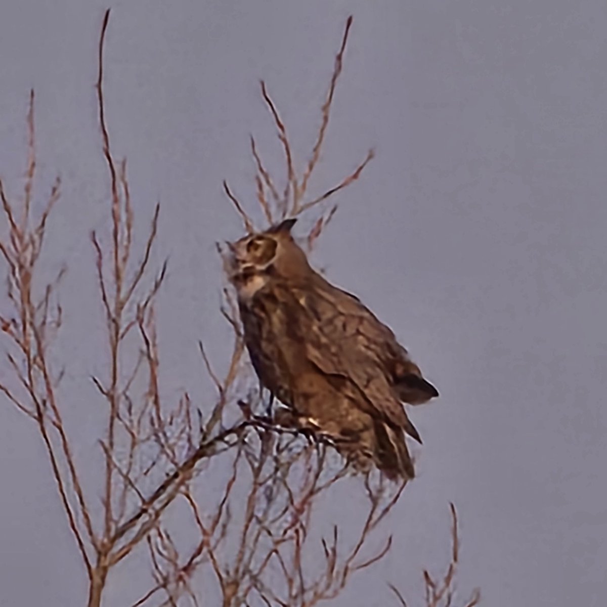 Daimyo7's tweet photo. Had grok make a video of one of my pictures. had it do 90s animation, and clarified that it was a barn owl. https://t.co/QkHW8CRjbB