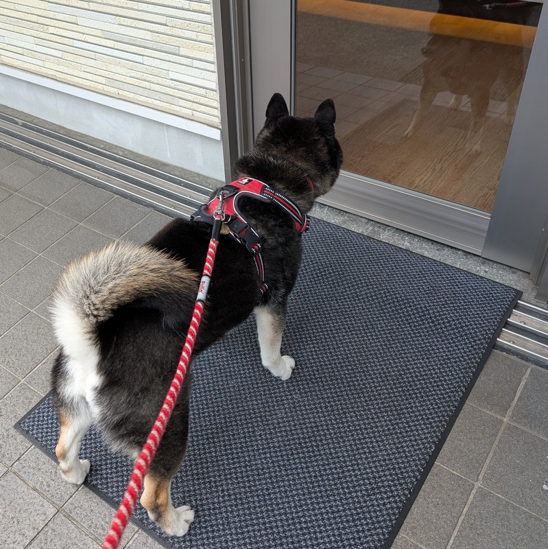 黒柴の春吉 tweet media