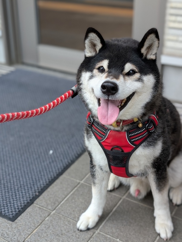 黒柴の春吉 tweet media