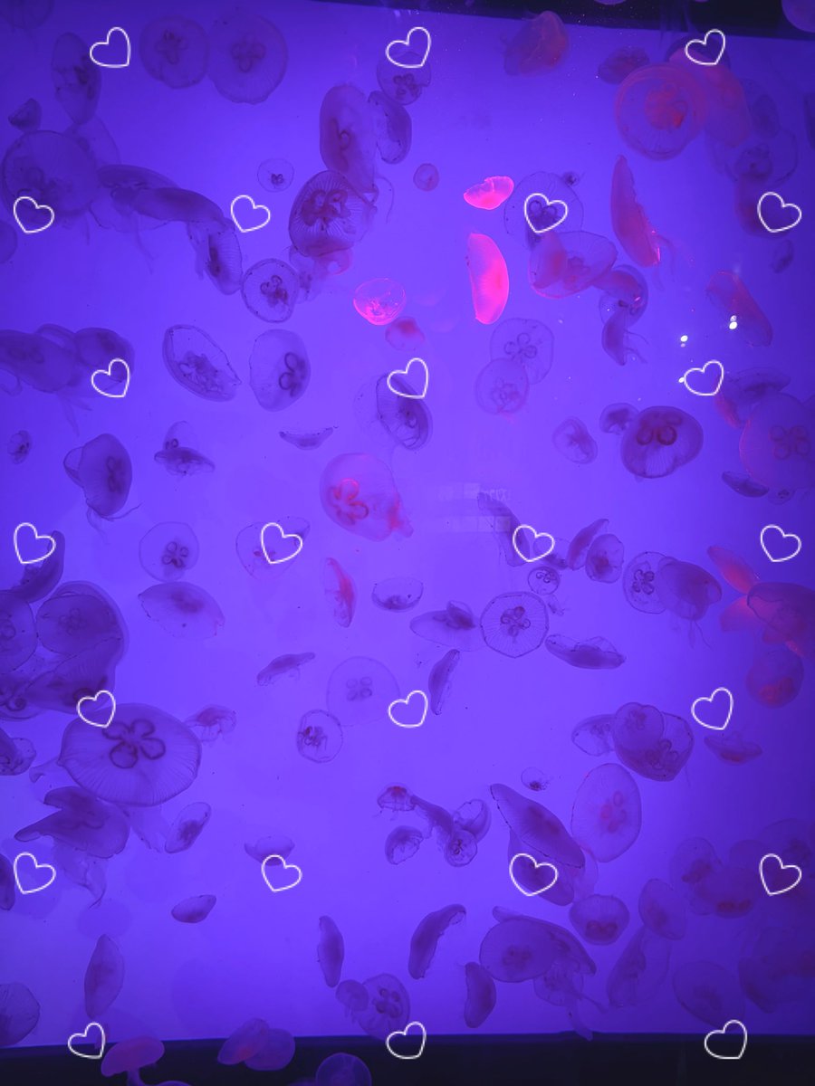 •᷄ࡇ•᷅ tweet media