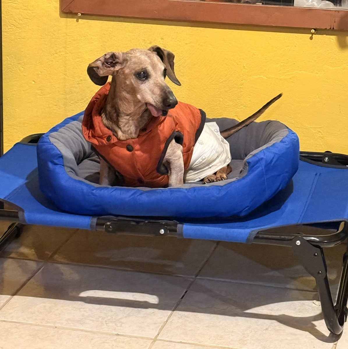 Queridos amigos🐾

No cabe duda que la vida puede cambiar totalmente de un momento a otro, este fin de semana estuve a punto de "colgar los tenis"  por anafilaxia😵‍💫😵‍💫😵‍💫
Fue una situación muy difícil y angustiante, algo inesperado que jamás pensé podría pasarme a mi.
