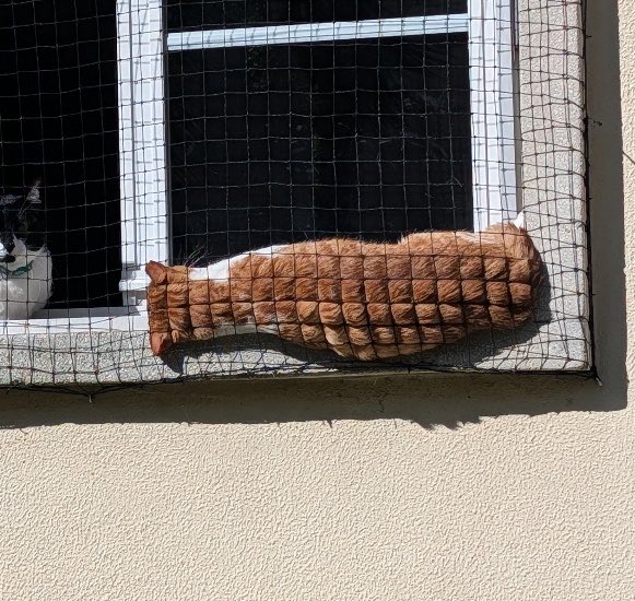 gatos fazendo gatices tweet media