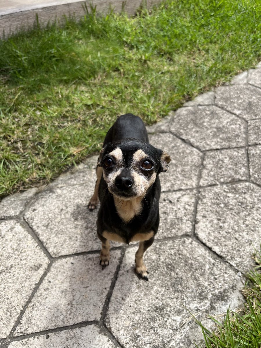 yarith_25's tweet photo. Hoy falleció mi bebé Luna, se lleva un pedazo de mi. Te amaré siempre ❤️ gracias por estar conmigo 15 años. Descansa en paz 💔 https://t.co/fYnr1VFCtI