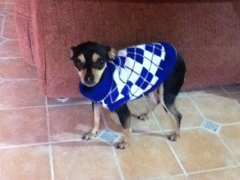 yarith_25's tweet photo. Hoy falleció mi bebé Luna, se lleva un pedazo de mi. Te amaré siempre ❤️ gracias por estar conmigo 15 años. Descansa en paz 💔 https://t.co/fYnr1VFCtI