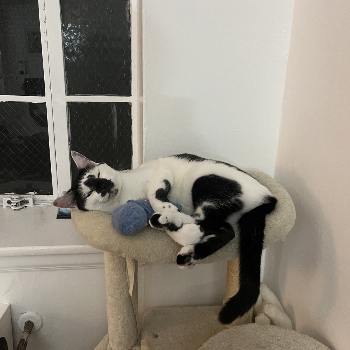 Ms. Chevious tweet media