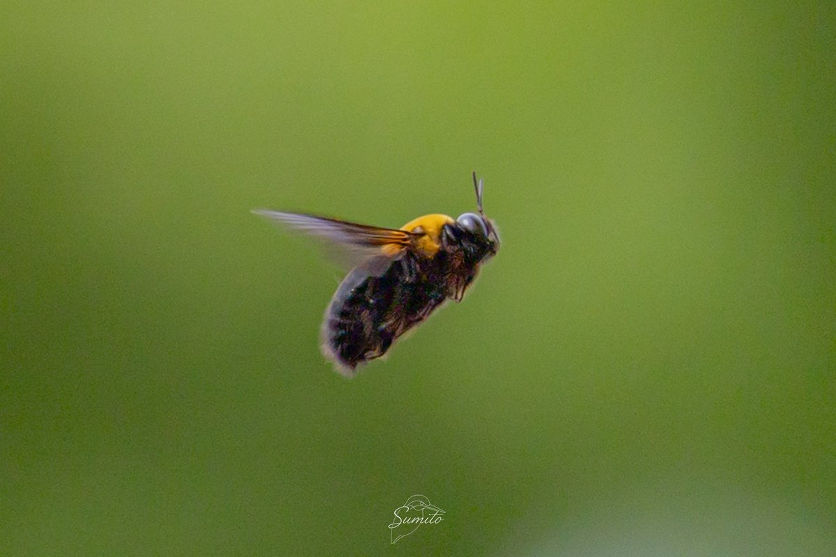 すみと tweet media