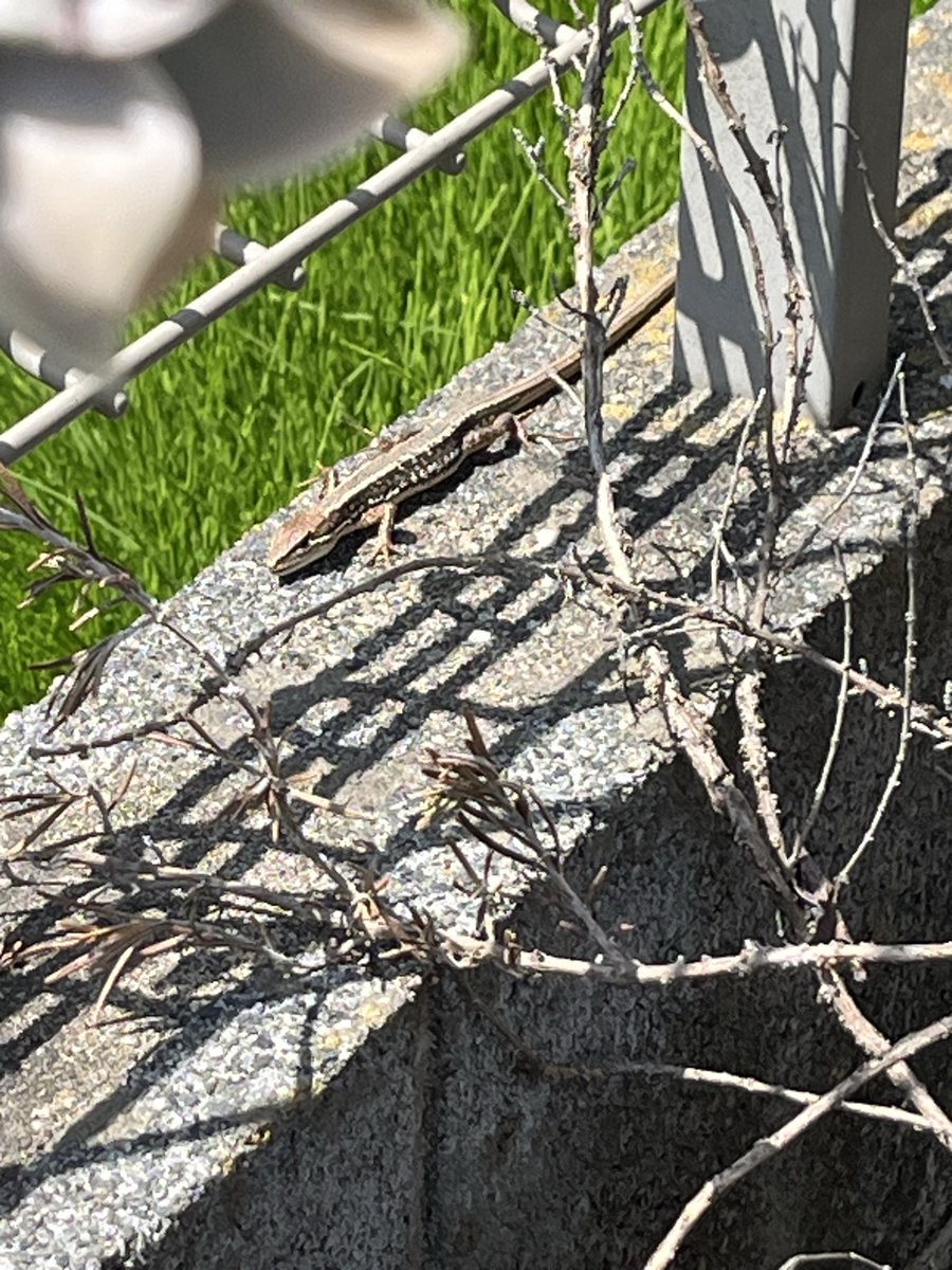 R2D6 - ゲームゆっくり実況ch tweet media