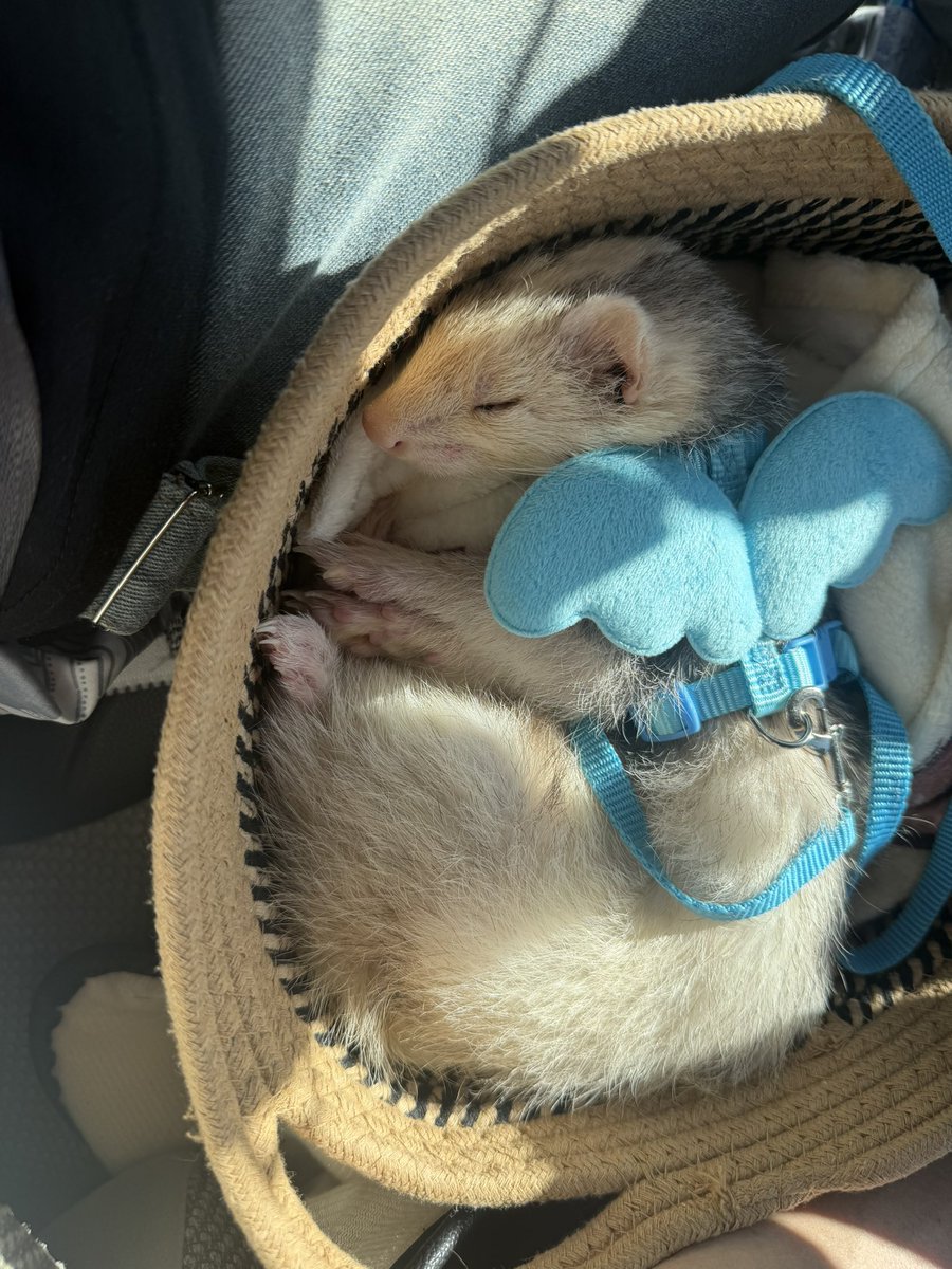 7歳 実家暮らし 三食昼寝付き 天使