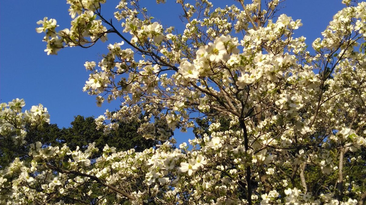 daidu5's tweet photo. 公園のハナミズキがそれは見事だった。 https://t.co/SCcU5MoV2d
