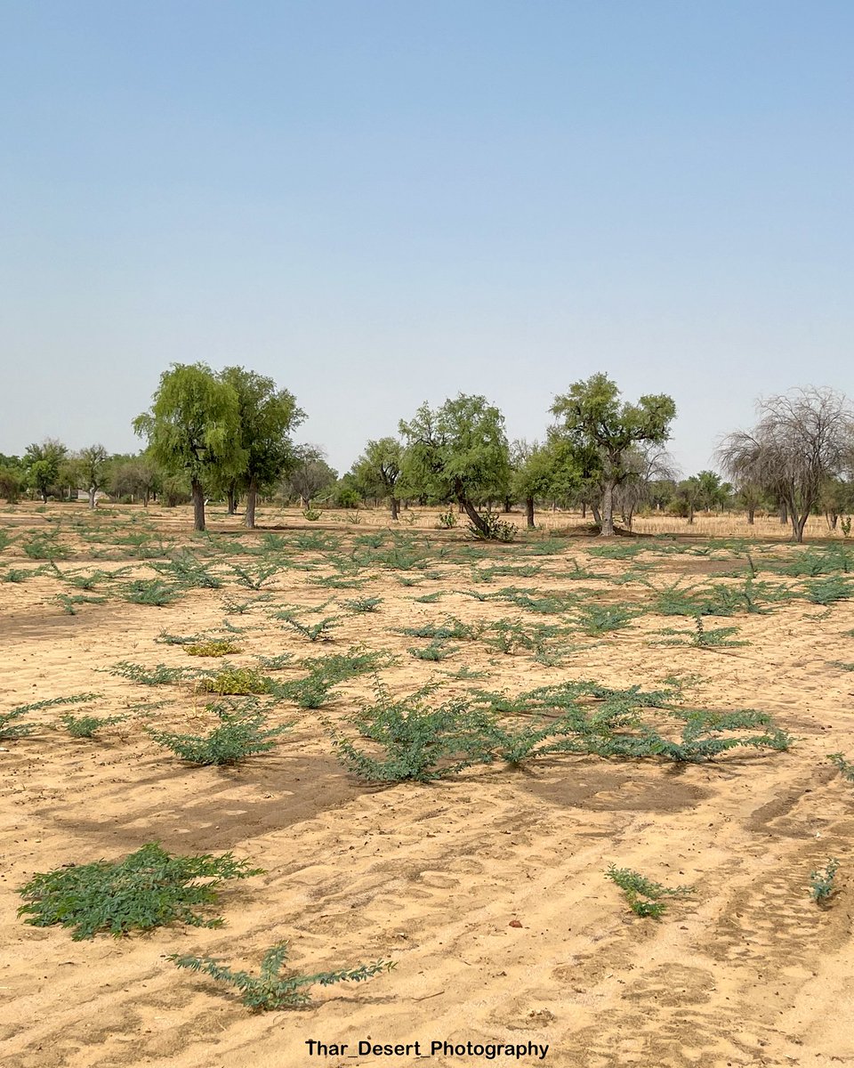 पश्चिमी राजस्थान के खेतों में उग रही विलायती बबूल जूलीफ्लोरा की फसल जिसे आजकल कोयला की फसल भी कह सकते है।

राजस्थान की सबसे बड़ी समस्या ये विलायती बबूल आने वाले समय में सब कुछ खत्म कर देगा।बहुत से ओरण में आज पैर देने तो जगह नहीं है 
देसी पेड़ पौधे जल रहे है,सड़क किनारे ये पेड़