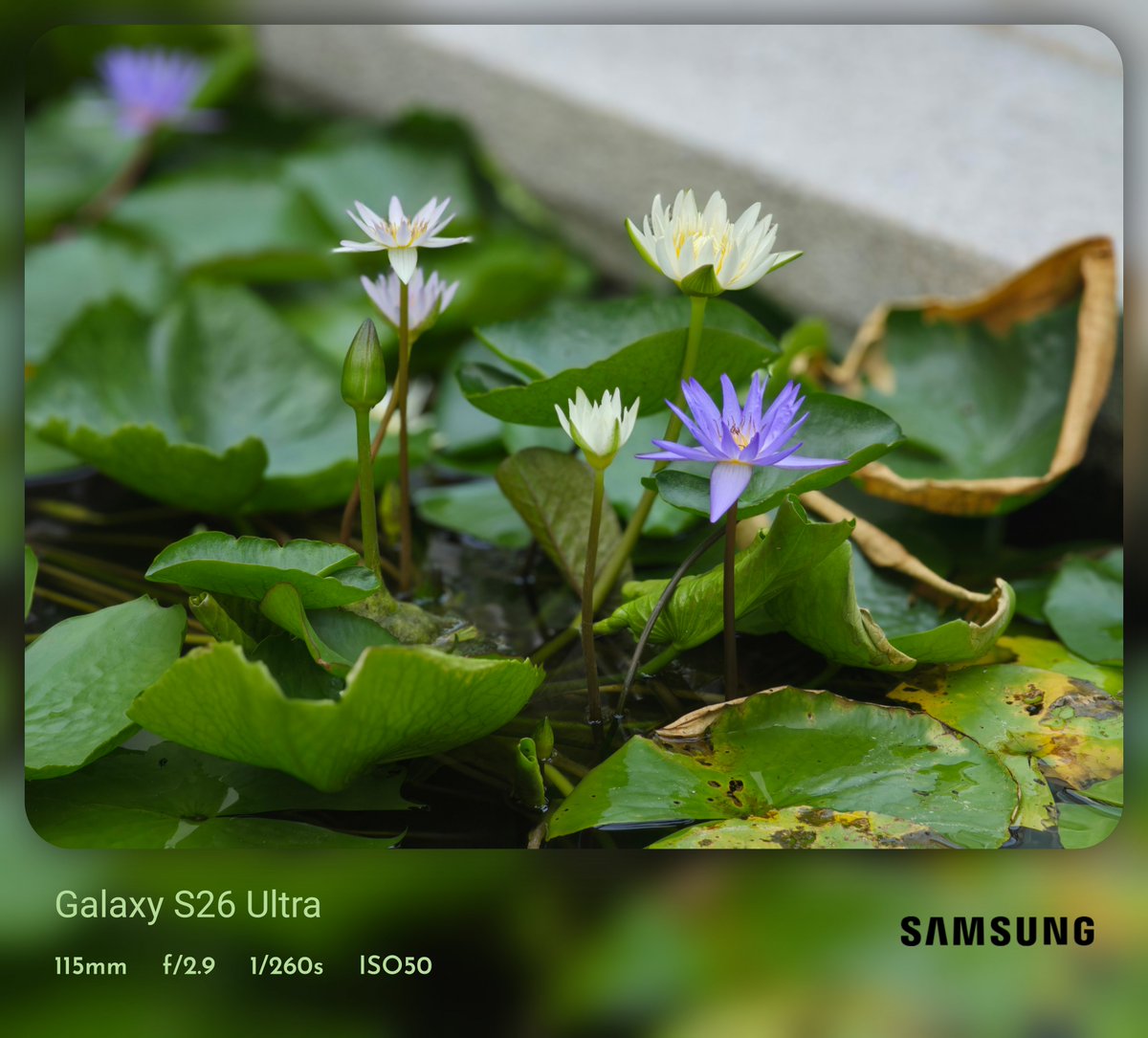 Wvisioncreation's tweet image. Galaxy S26 Ultra | 5x VA, No edit 
#ShotOnSnapdragon