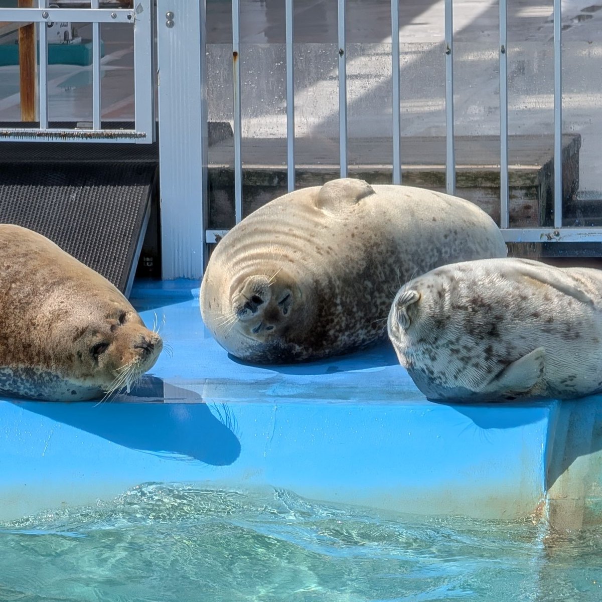 オホーツク･ガリンコタワー株式会社 tweet media