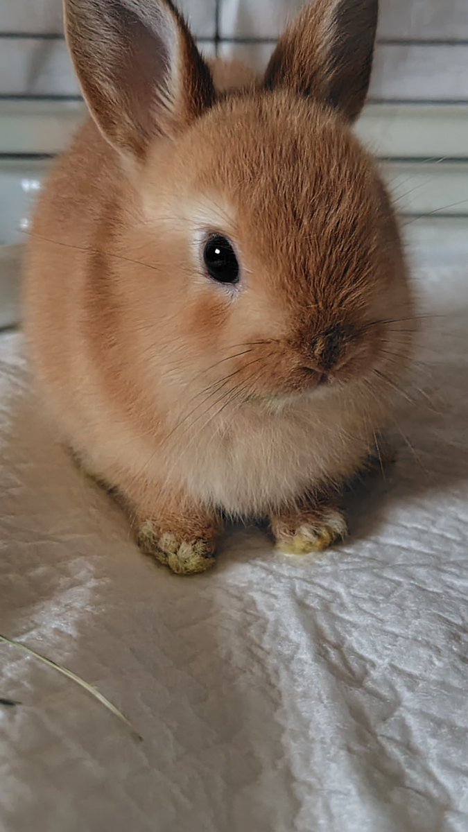 たま福もこ tweet media