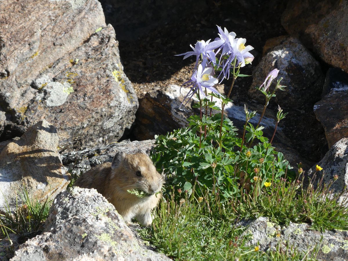 DenverZoo's tweet image. 🏔️ In honor of #NationalParkWeek, we're celebrating one of Colorado's most beloved and climate-vulnerable alpine residents: the American pika. 

These tiny rabbit-relatives live high in the mountains of Rocky Mountain National Park, where they depend on cool temperatures and deep
