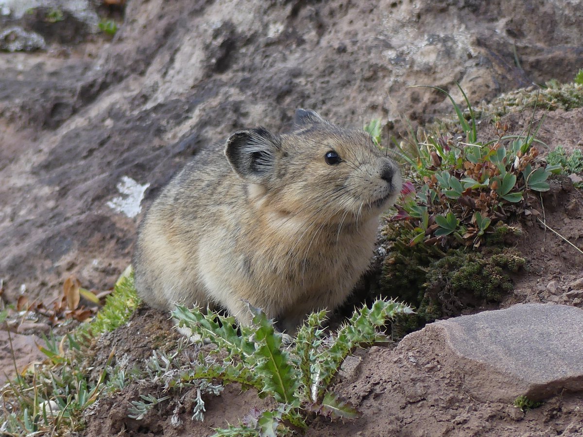 DenverZoo's tweet image. 🏔️ In honor of #NationalParkWeek, we're celebrating one of Colorado's most beloved and climate-vulnerable alpine residents: the American pika. 

These tiny rabbit-relatives live high in the mountains of Rocky Mountain National Park, where they depend on cool temperatures and deep