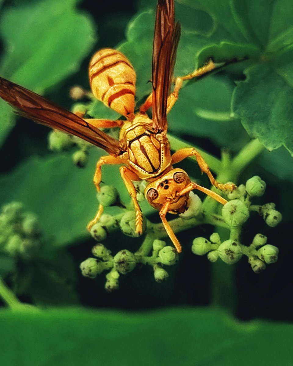 Tavo ovando tweet media