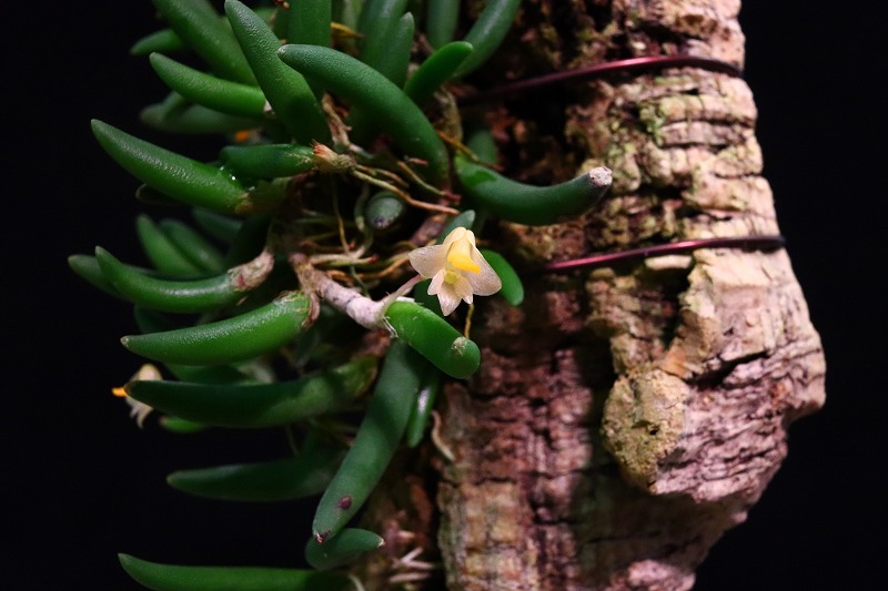 【NK】 tweet media