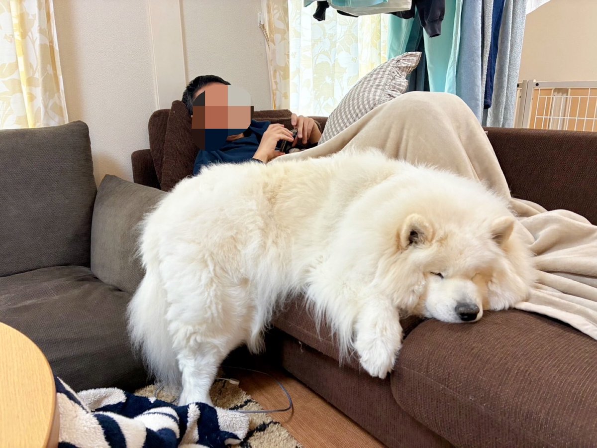 サモエドのサニー tweet media