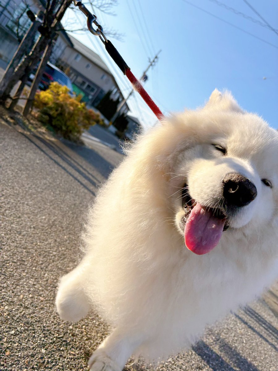 サモエドのサニー tweet media
