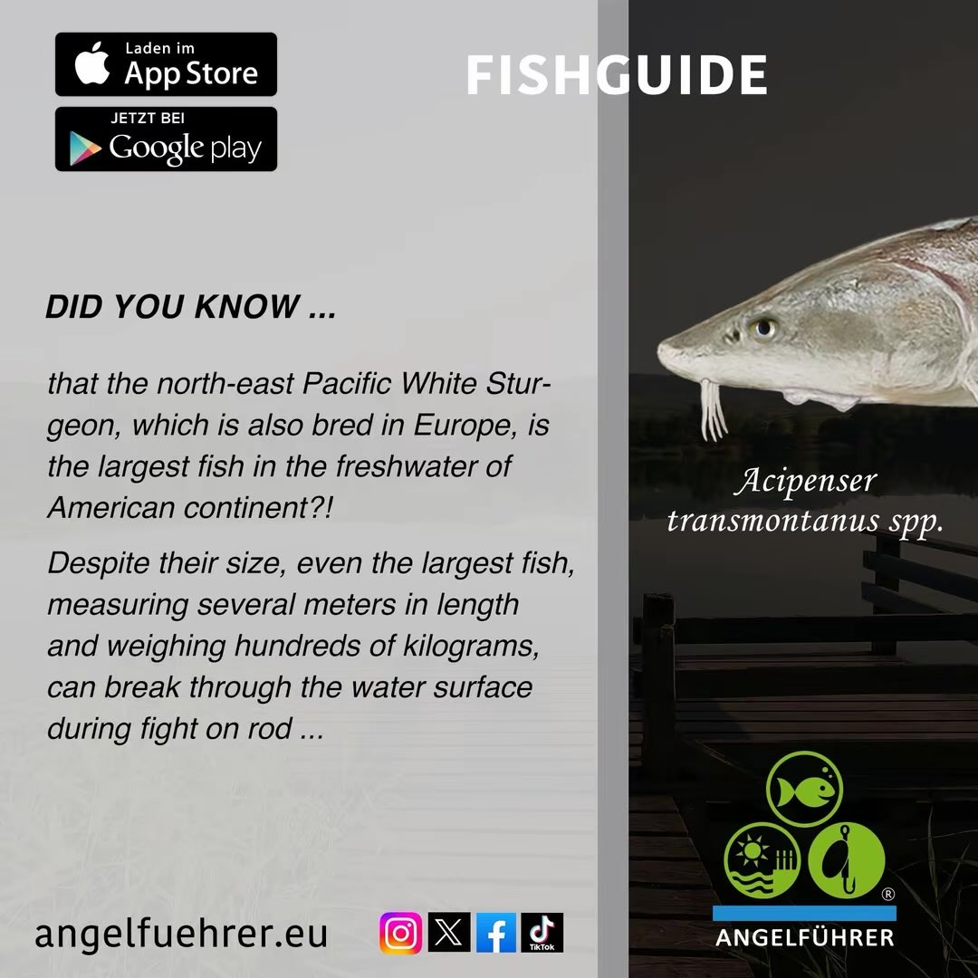 FishguideGer's tweet image. Mehr Infos zum diesem #Stör #Sturgeon  (Acipenser transmontanus) sowie den allgemeinen Schonzeiten und Mindestmaßen deines Bundeslandes, in der FISCHFÜHRER-App im Apple App Store bzw. bei Google Play oder über angelfuehrer.eu

Deutsch und Englisch

#Fische #Angeln #fish
