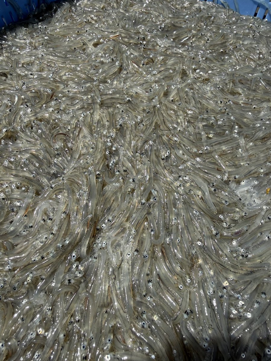 やっときました〜
生しらす限定で出します🐟
出来立て釜揚げしらすもありますよ〜🙏
是非お越しください！！！！
#大洗　#しらす　#ガルパン　#garupan