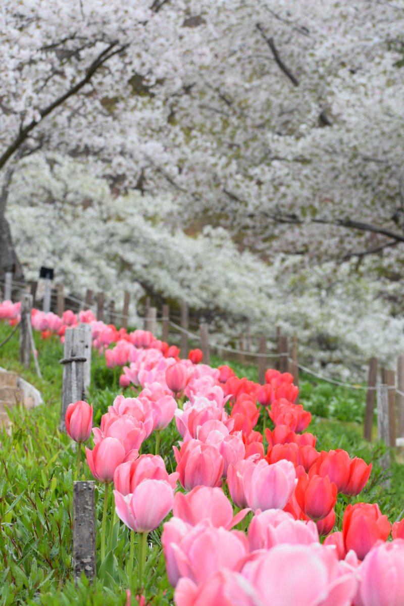 小晴🍀🐼 tweet media