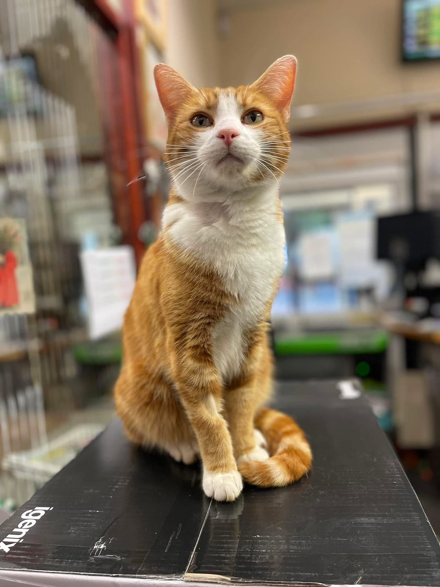 TheStourbridge's tweet image. Good morning and welcome to marvellous marmalade Monday

Strength isn’t found in fearlessness,
but in the quiet courage to keep going… even when fear is present.

#cats #cats #Cat #CatsOnTwitter #CatsOfTwitter