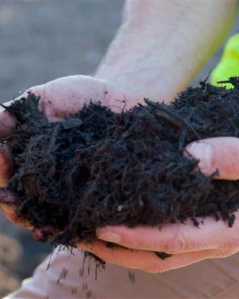 CompostWeek_AU's tweet photo. NSW’s mandates for household and business FOGO collections will create plentiful supplies of compost for government agencies looking to boost their use of recycled materials. 
https://t.co/yY5aDp7hJ0 
@NSW_EPA https://t.co/mUHMett7ST