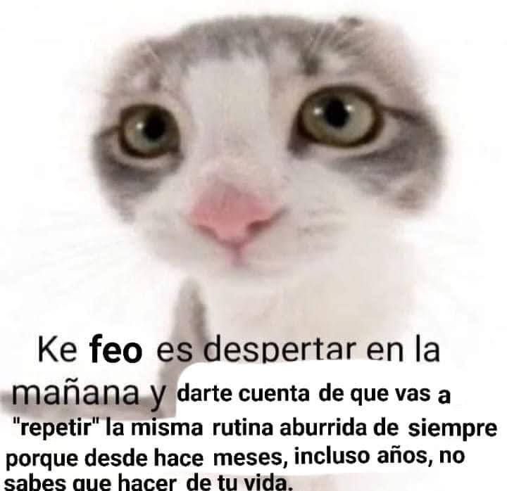 killdeidad tweet media