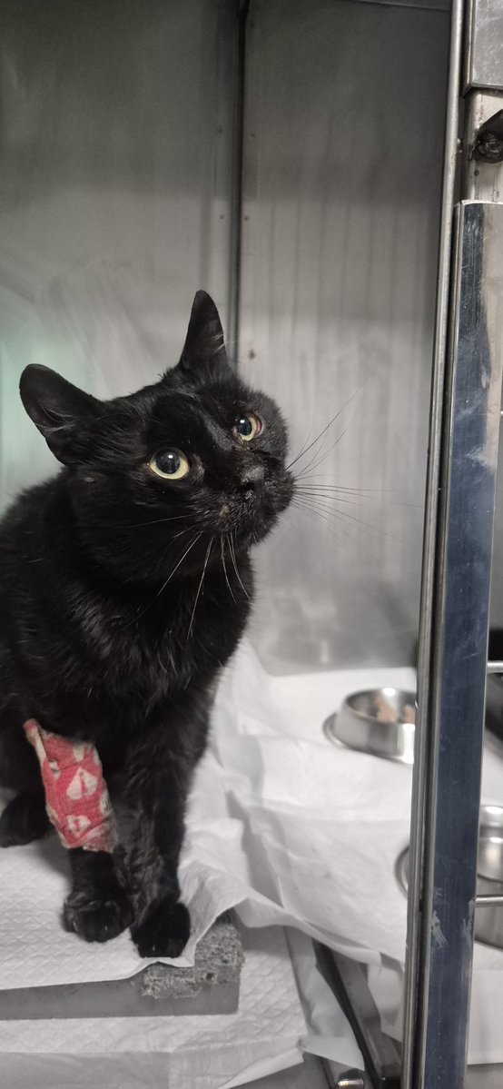 Solopar53137293's tweet image. Avui li donem l'alta i va al carrer. Si us plau. Una acollida 😿#urgent per Brujito.
 Aquest gat social va aparèixer amb males condicion va aparèixer a #Balaguer fa uns dies. És positiu a Leucèmia felina, el seu estat el fa vulnerable al carrer #ajuda 🙏☘️ WhatsApp ☎️ 611262013