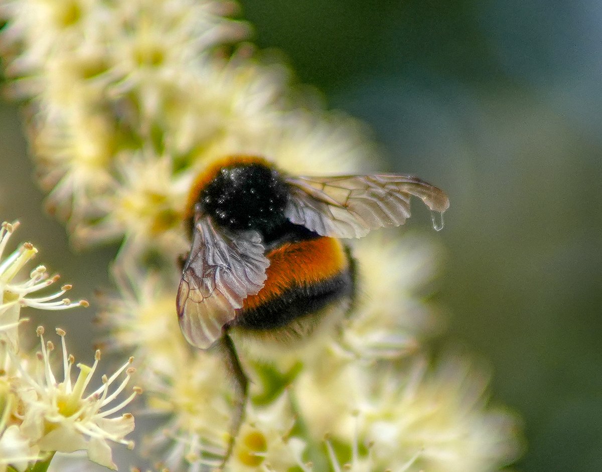 KopfYvonne's tweet image. Guten Morgen! Habt alle einen wundervollen Tag 
und eine flauschige Woche!

!B #Dankbarkeit #BeKindAlways #LiebeIstAlles #SchönesGegenDoofes #FloodTheZoneMitSchoenem