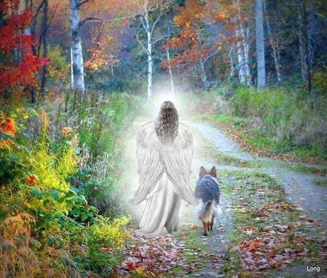 afuelrail's tweet photo. @LolaPatolla I am sorry for your loss. RIP Indie. https://t.co/0QppOi8Sce