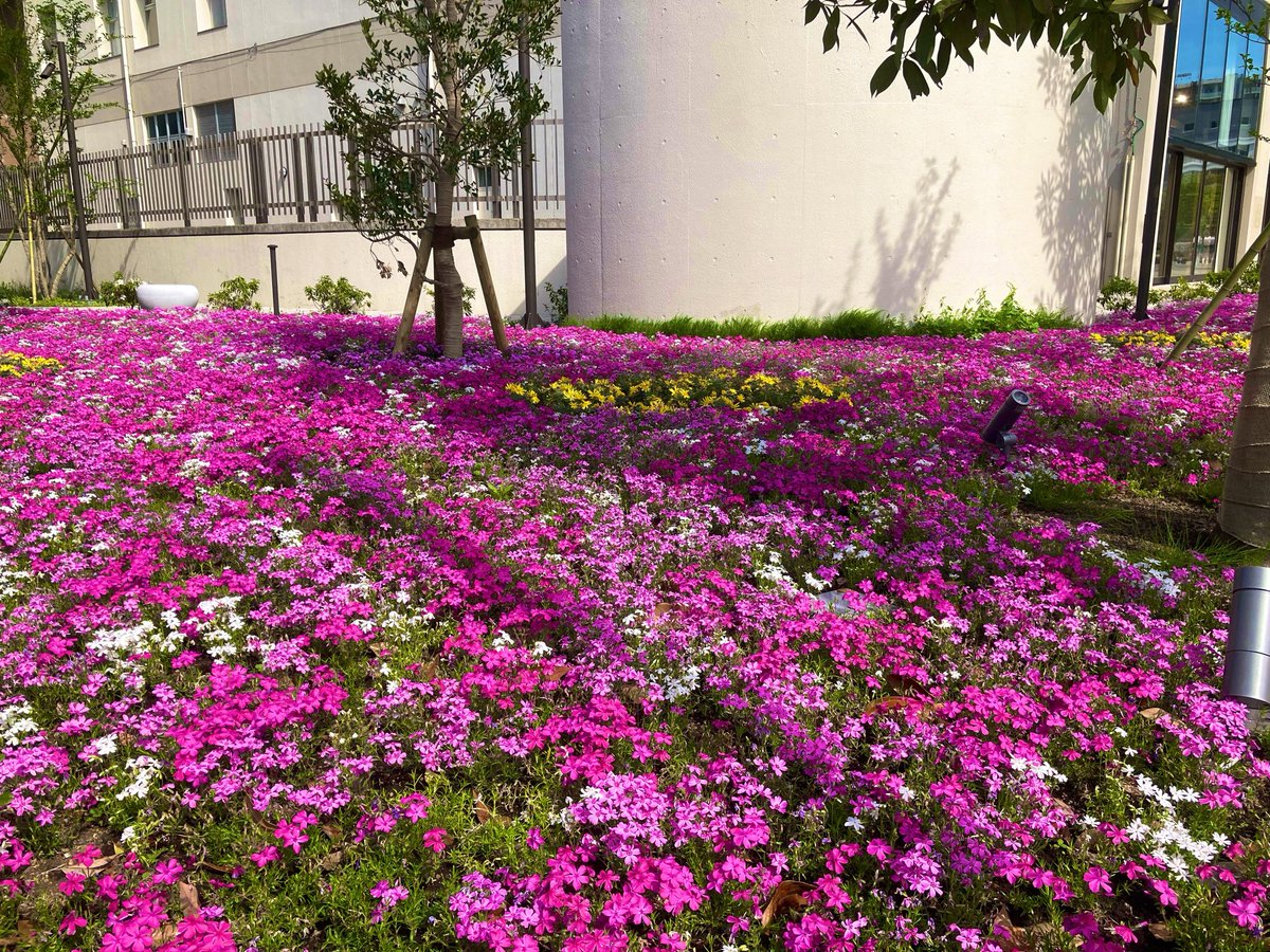 晴海フラッグ　メリット
なるみらいの敷地の花が満開！
新たな植樹とともに植えられた花々が満開です。
街がとてもカラフルになってきた！
だいぶ先ですが、10月18日は東京湾花火大会が予定されてます。
秋には夜空に花が咲きます！