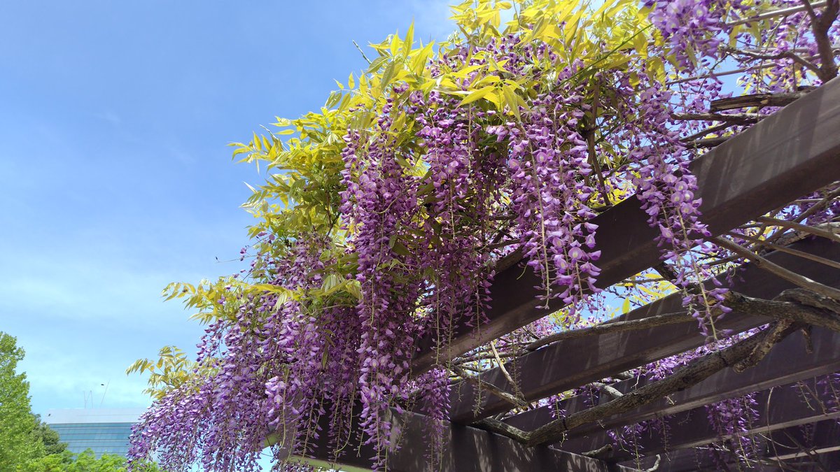 永久薔薇園🌹 tweet media